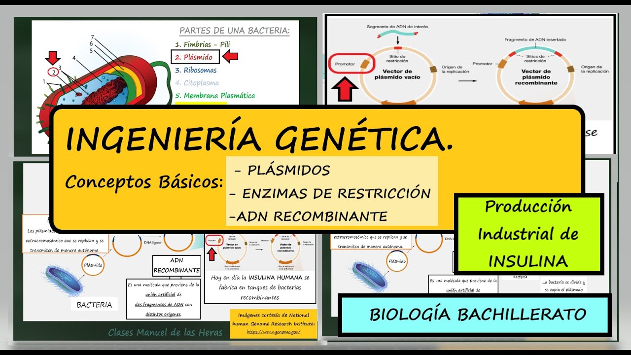 Ingenier&iacute;a Gen&eacute;tica. Conceptos B&aacute;sicos: ADN recombinante. Pl&aacute;smido. Enzima de Restricci&oacute;n. Biolog&iacute;a.