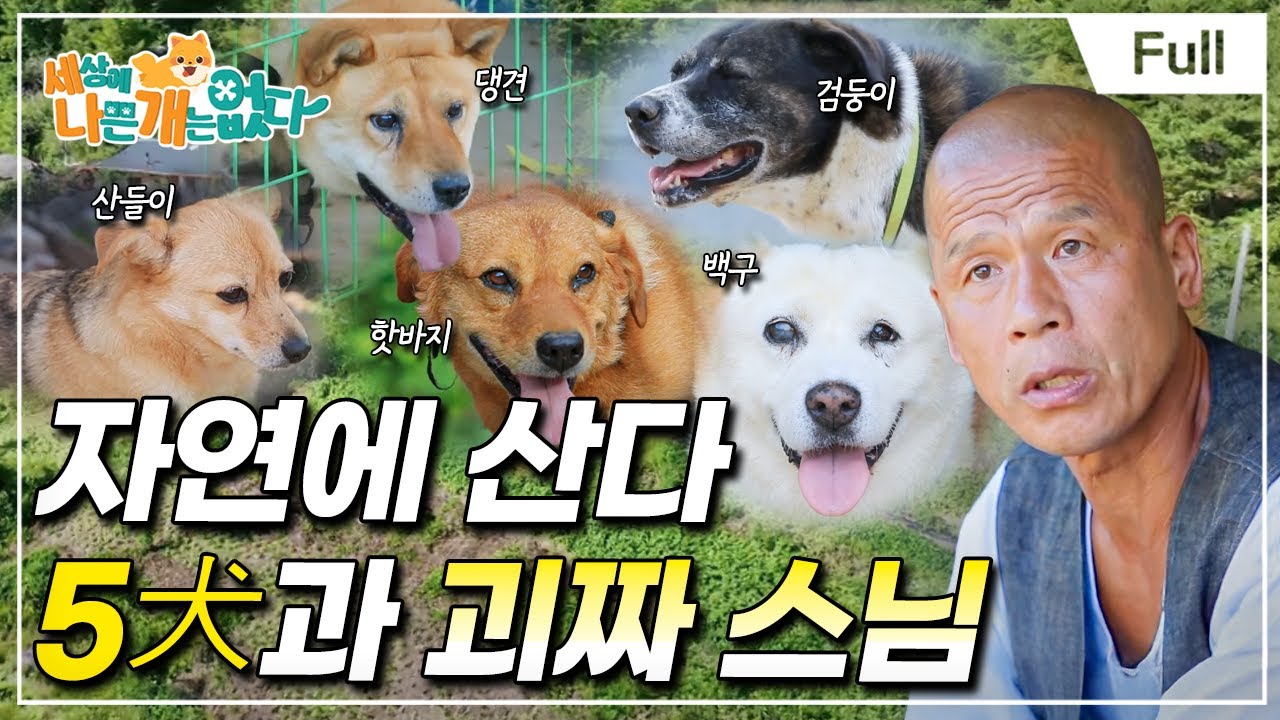 [Full] 세상에 나쁜 개는 없다 - 자연에 산다 5犬과 괴짜 스님