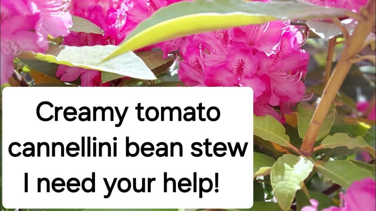 I need your help! Creamy tomato cannellini bean stew.