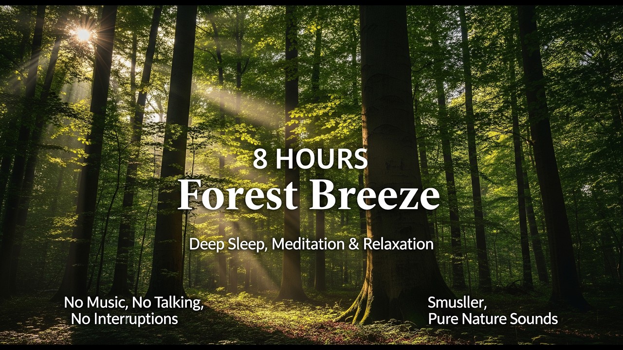 🌳 Deep Forest Breeze (8 Hours) (NoAds)