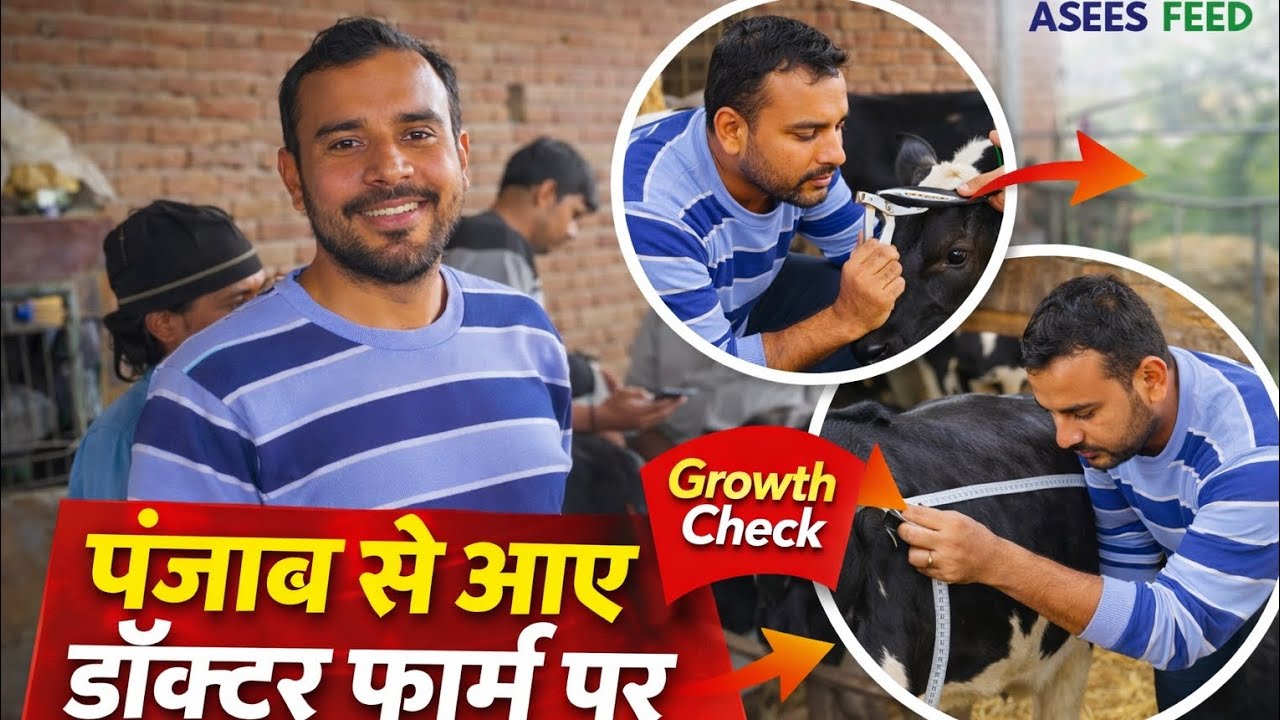 गायों के लिए डॉक्टर के सुझाव || Asees Feed || Chikara Dairy
