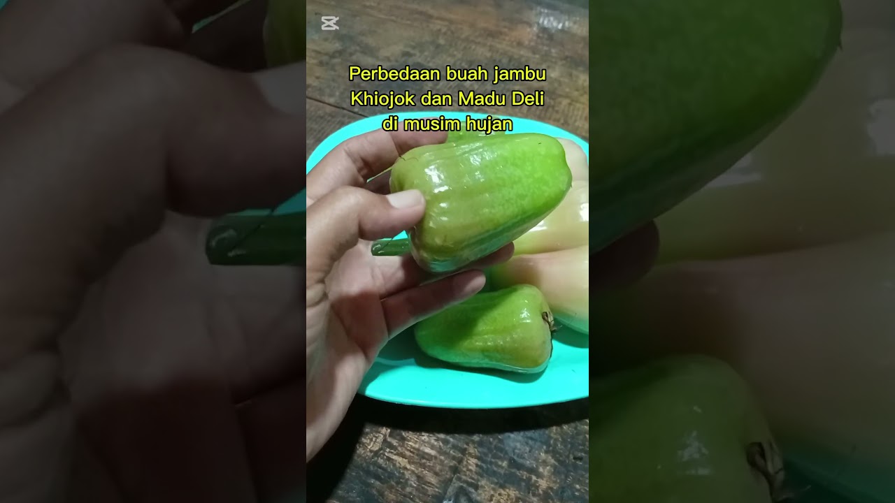 Perbedaan buah jambu Kiojok dan Madu Deli Hijau saat musim hujan. #jambukiojok