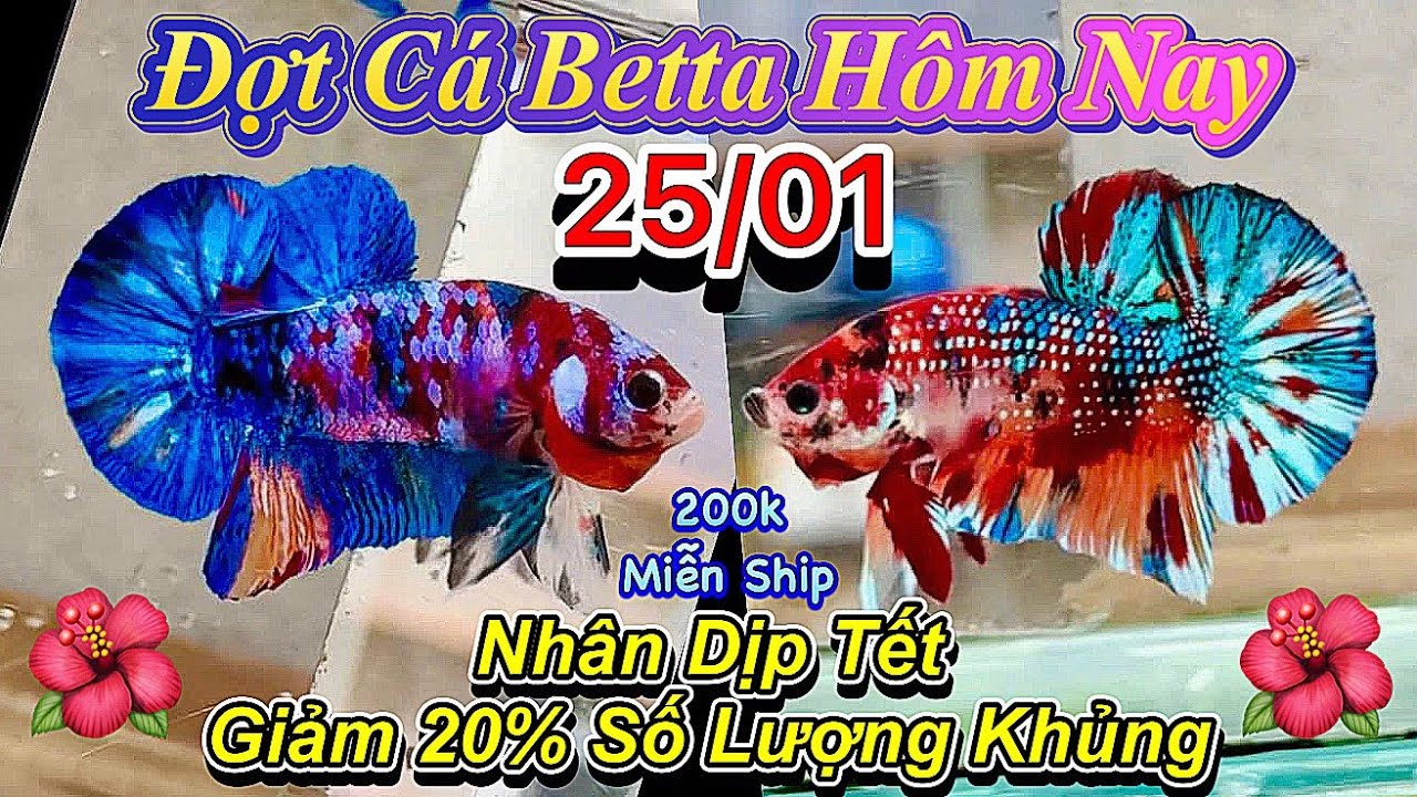 ❤️25/01/2026_Clip Betta Siêu Giảm Giá Khủng Khiếp Nhất Của Kênh_GIẢM 20% Từ Những Bé Cá Rẻ Nhất❤️