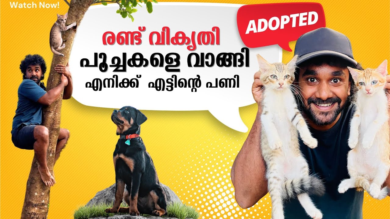 രണ്ട് വികൃതി പൂച്ചകളെ വളർത്താൻ വാങ്ങി | " New Members Alert"