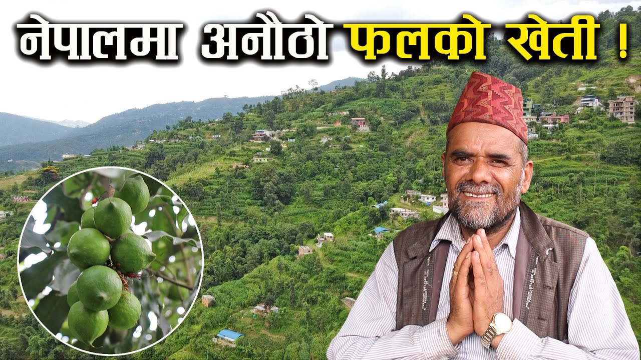 मेकाडेमिया नटको खेती गरिरहेका किसान - Macadamia Nuts farming in Nepal