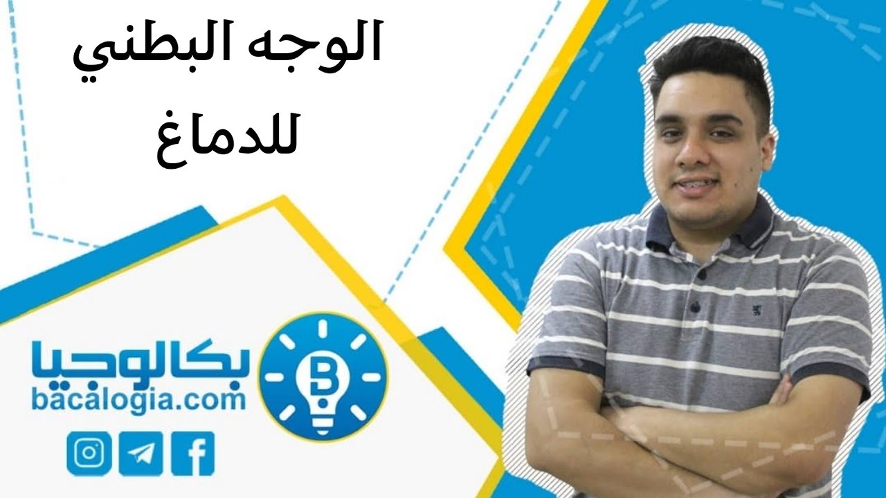 الوجه البطني للدماغ من درس الجهاز العصبي مع الدكتور جلال عكيل