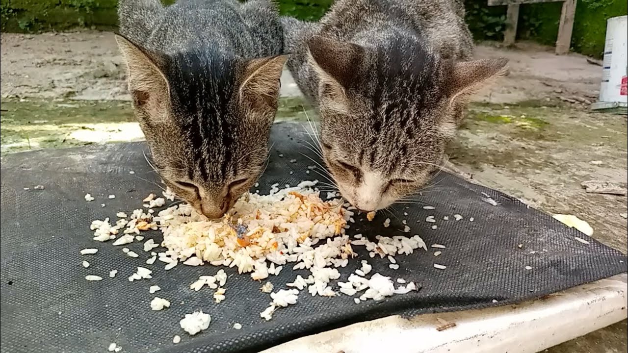 Cats eating food ASMR part 13