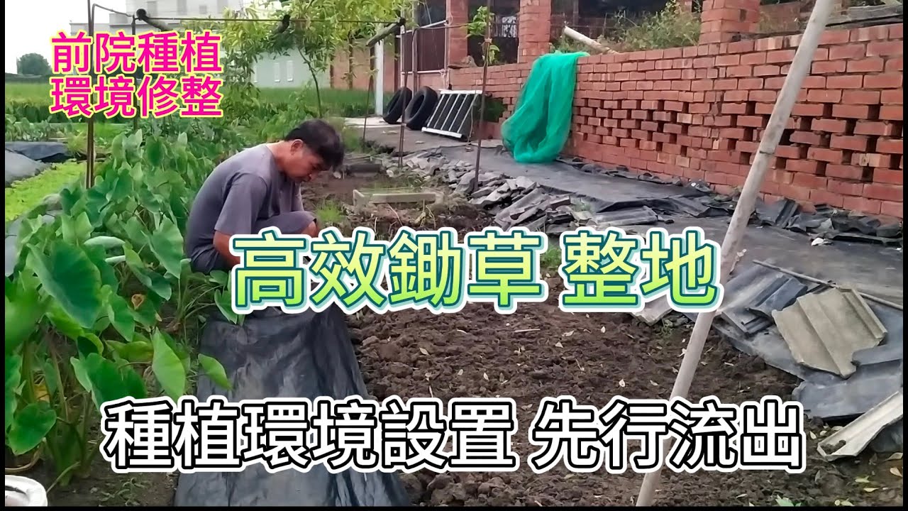 [前院種植環境修整]11_6 自然農法下 整地 除草 降草 清理雜草抑制蓆後的菜床變化