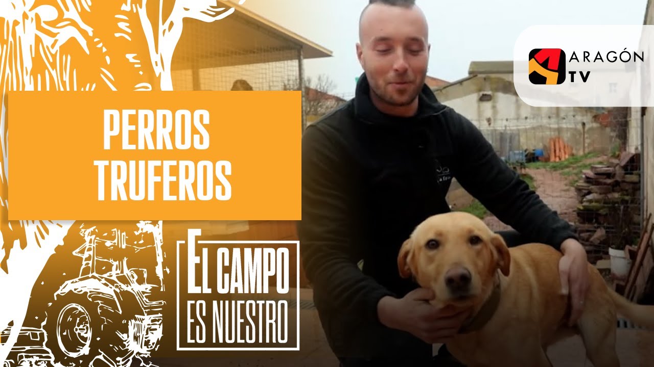 Perros truferos | Raúl Deoiz