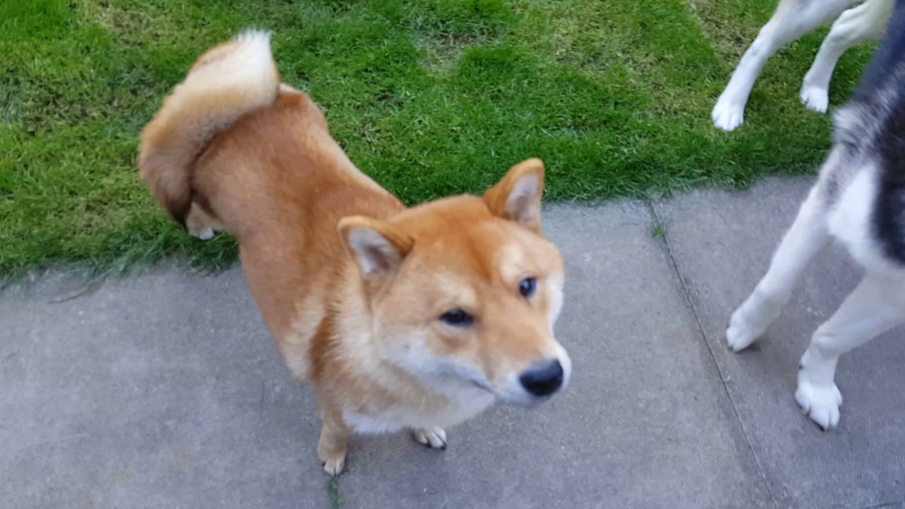 Shiba Inu vs Siberian Husky Dog fight