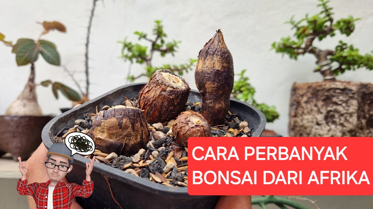 Cara Perbanyak Operculicarya Pachypus | Bonsai Afrika