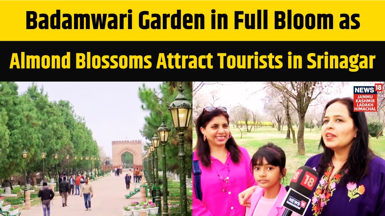 Badamwari Garden in Full Bloom as Almond Blossoms Attract Tourists in Srinagar | News18 JKLH | N18V