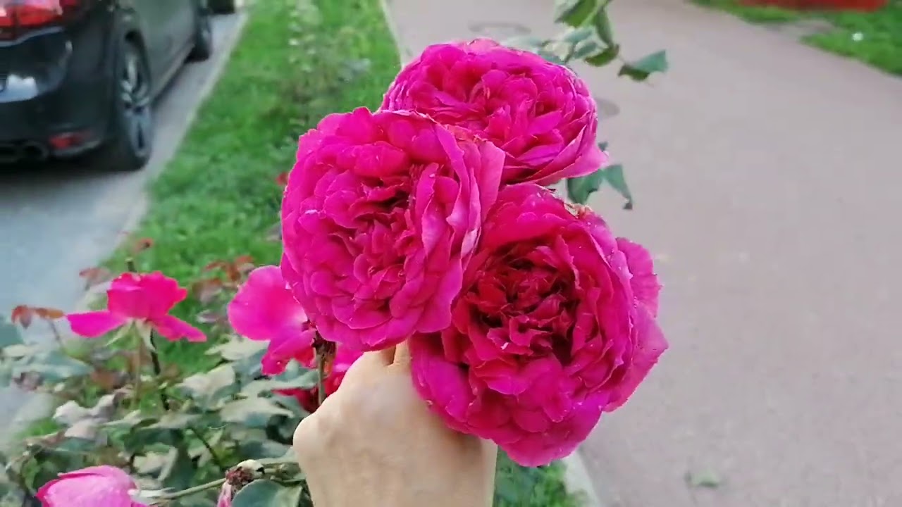Розовый махровый сорт неукрывной розы