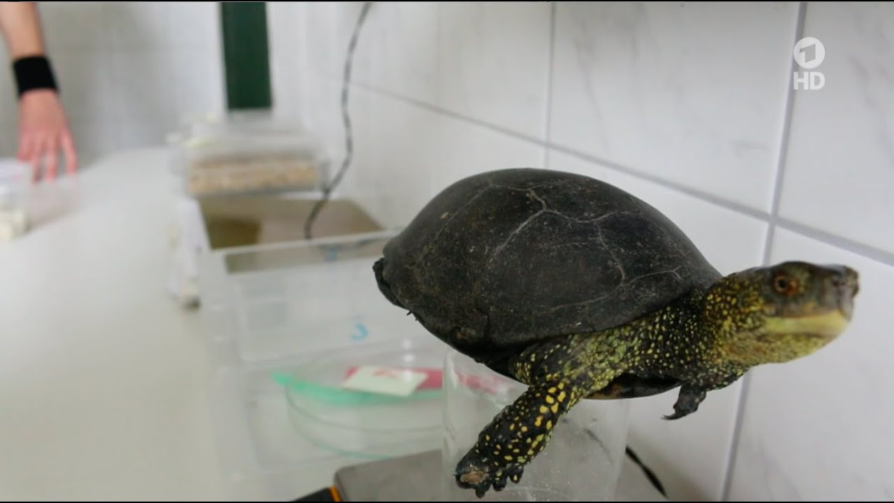 Die Tierdiebe – Skrupellose Wilderer in der deutschen Natur #DokuCorrectiv mit MDR Fakt