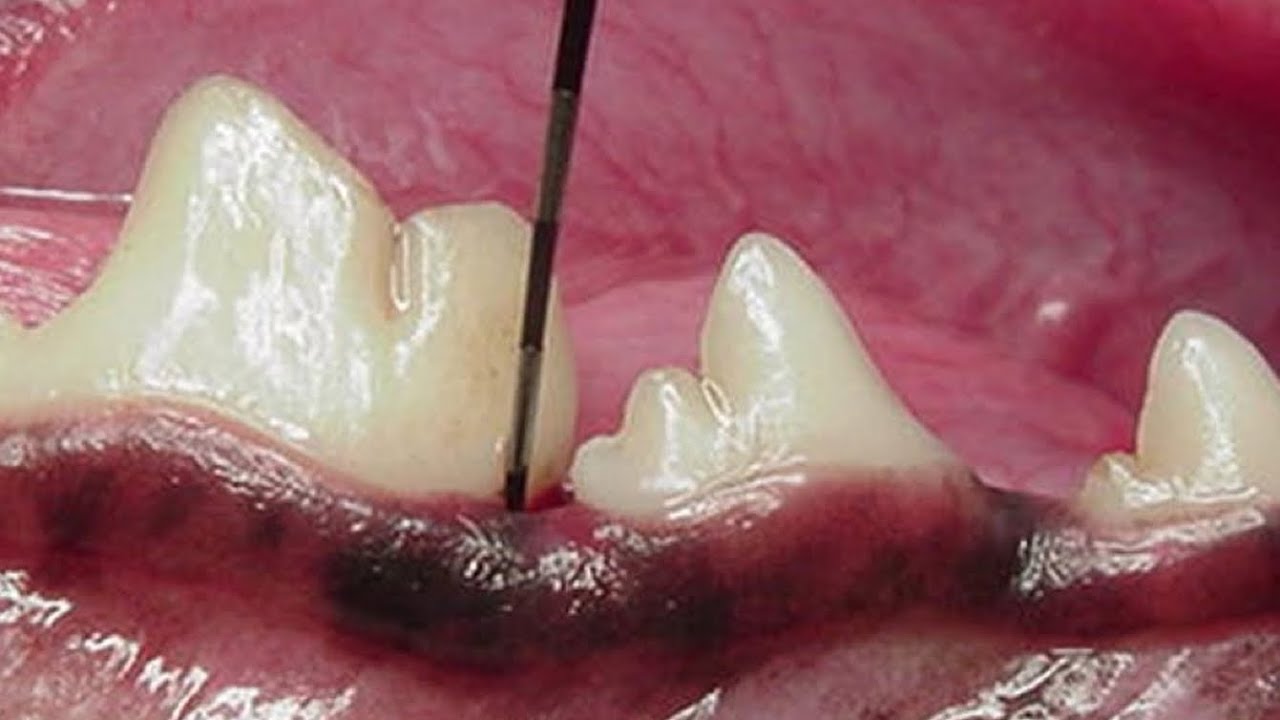 Tooth Extraction in Cases of Mobility - Veterinary Dentist Explains if It's SAFE in the Dog & Cat