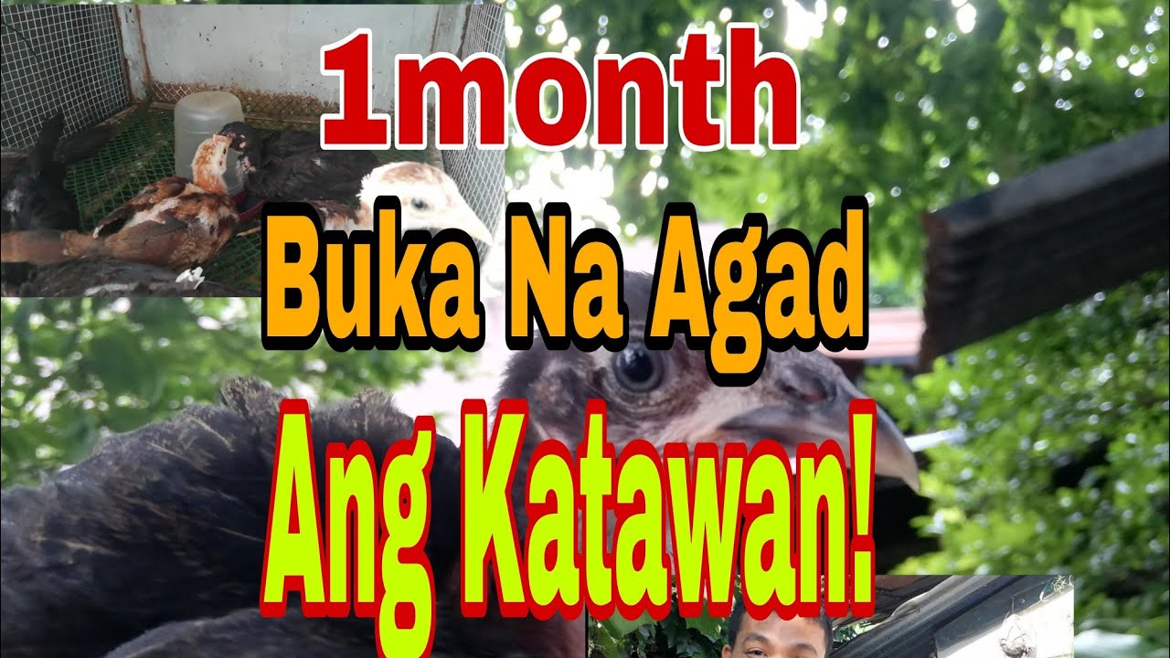 Paano Pabukahin Pabilisin ang Paglaki ng Sisiw l ganiri lang pala