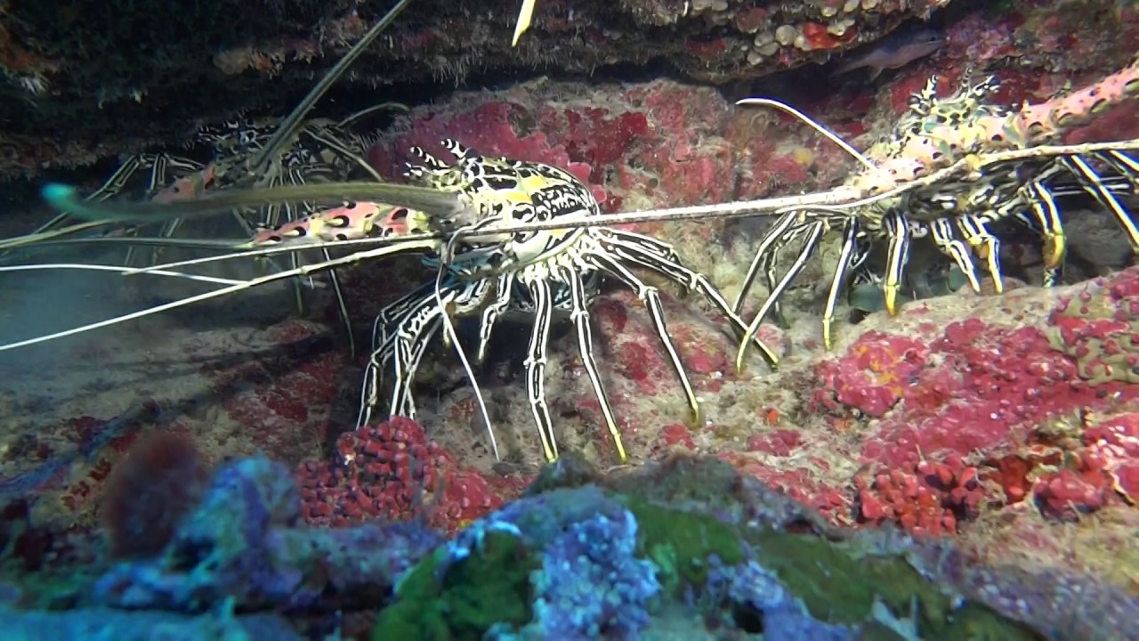Diving Mohéli - Laka Lodge - Comores 2016