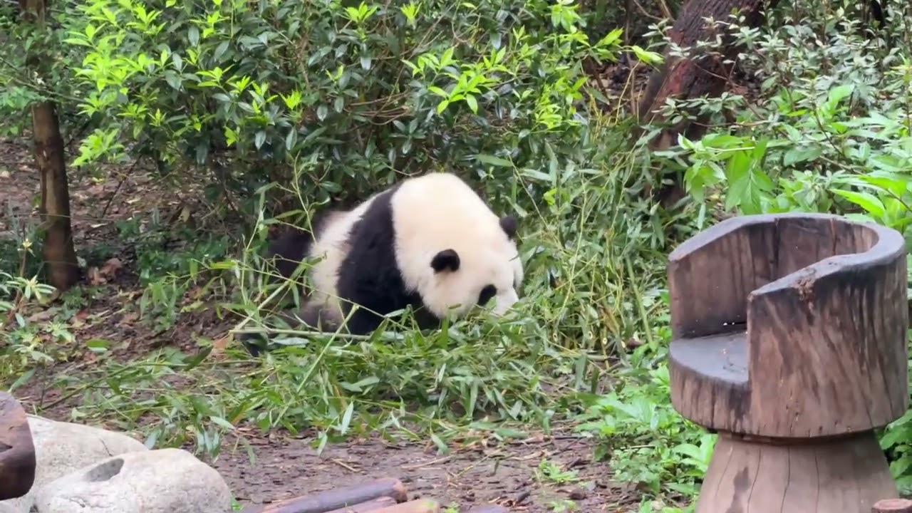 Chengdu Research Base of Giant Panda Breeding