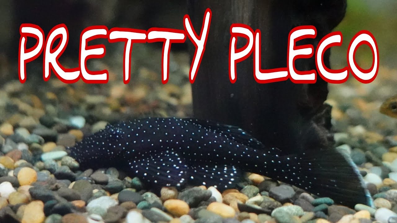 Keeping a Peppermint Bristlenose Pleco - Brief Guide and Info
