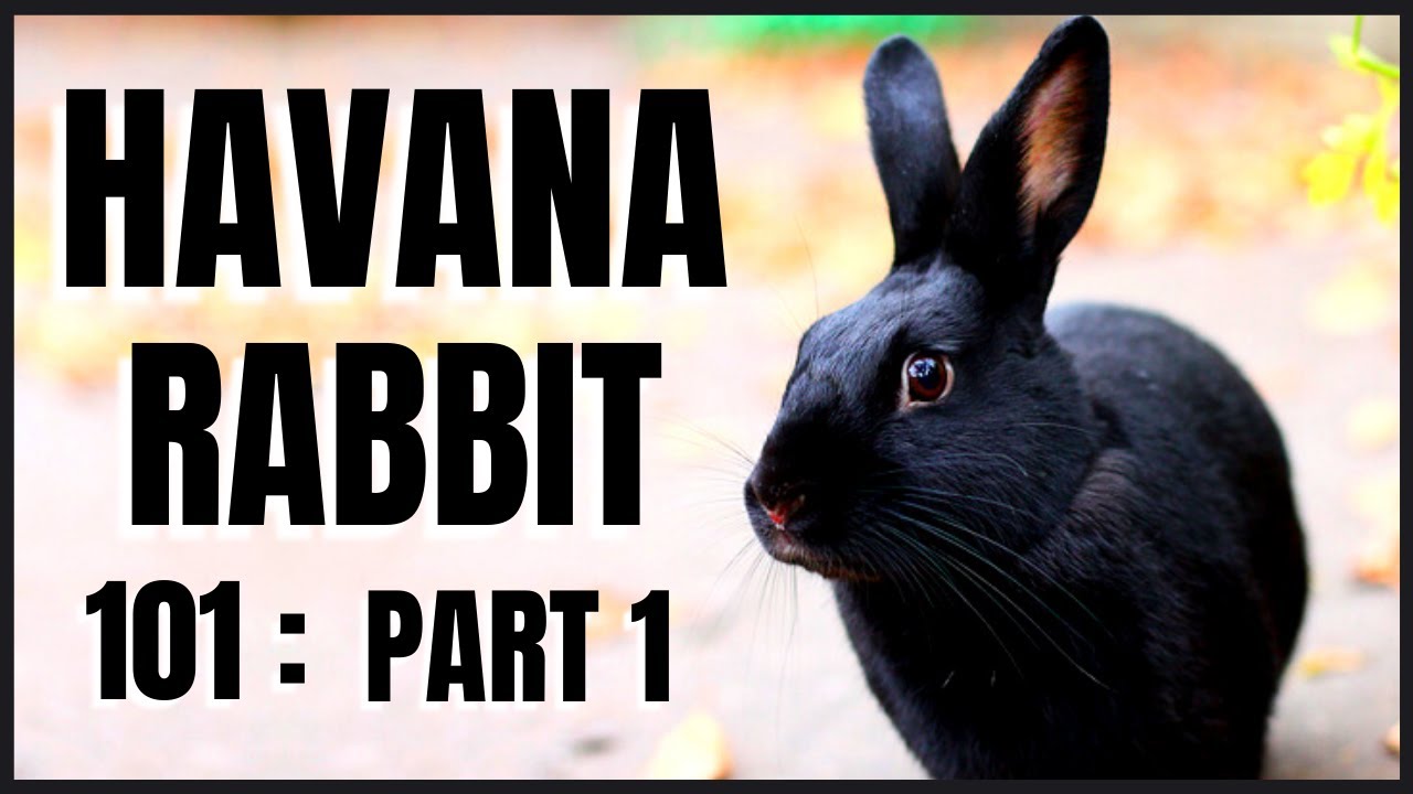 Havana Rabbit 101: Part 1