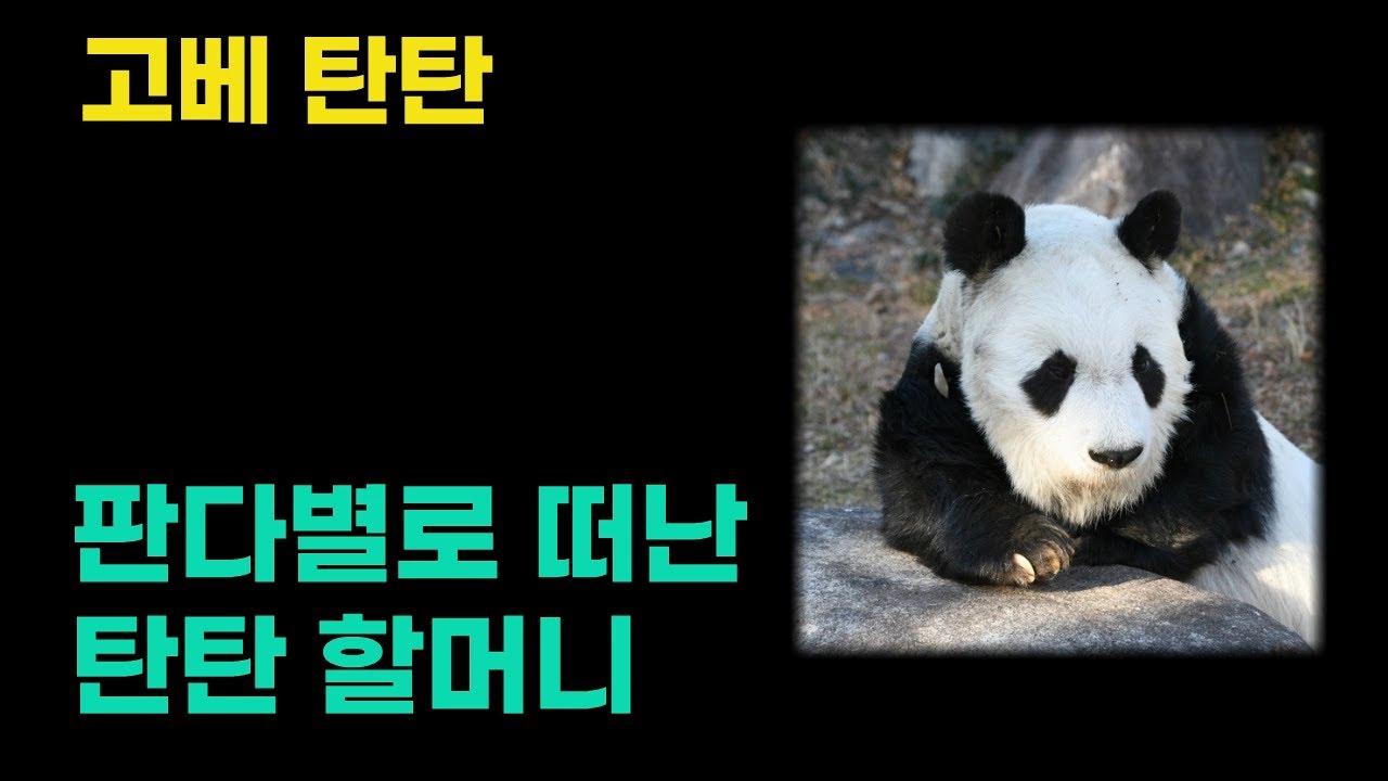 투병끝에 세상을 떠난 탄탄 할머니