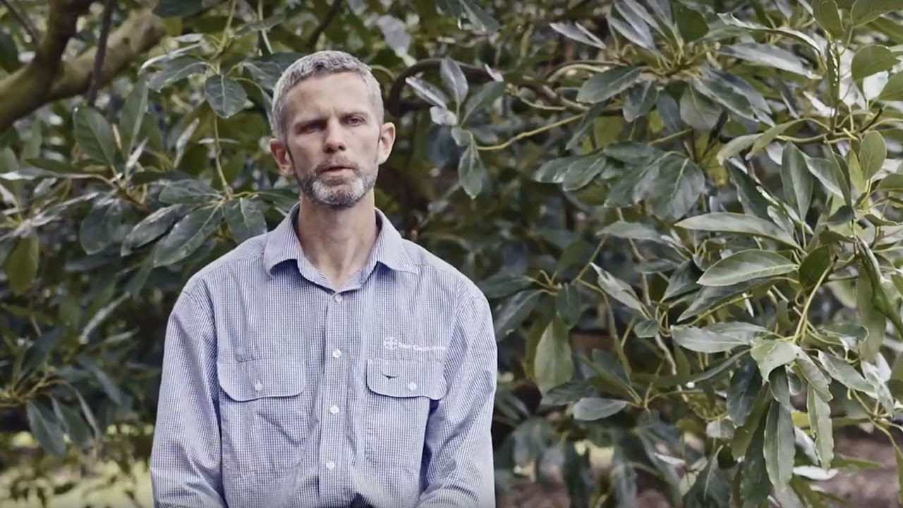 Serenade Prime – How to Apply (Tree Crops)