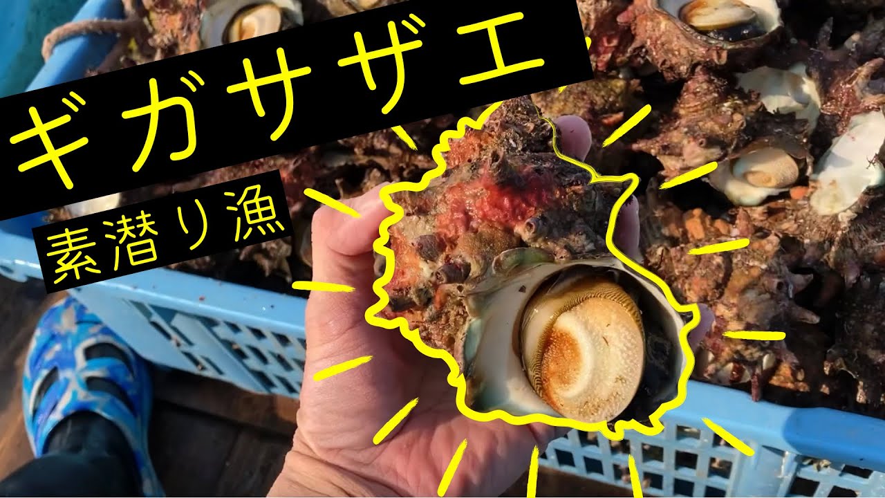 🐟【対馬の素潜り漁師】巨大サザエ漁　メガサザエ　ギガサザエ