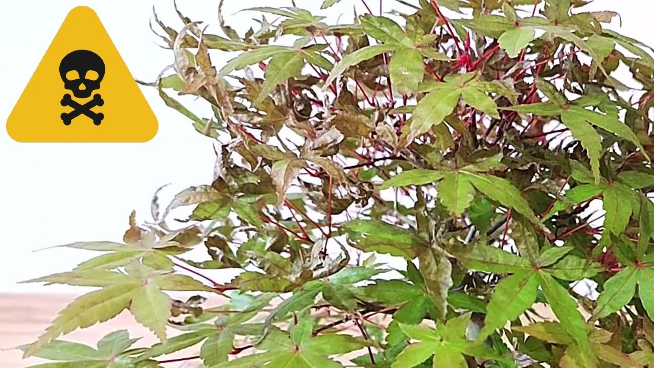 📌 PROBLEMA DE HOJAS SECAS EN BONSAI ARCE PALMATUM