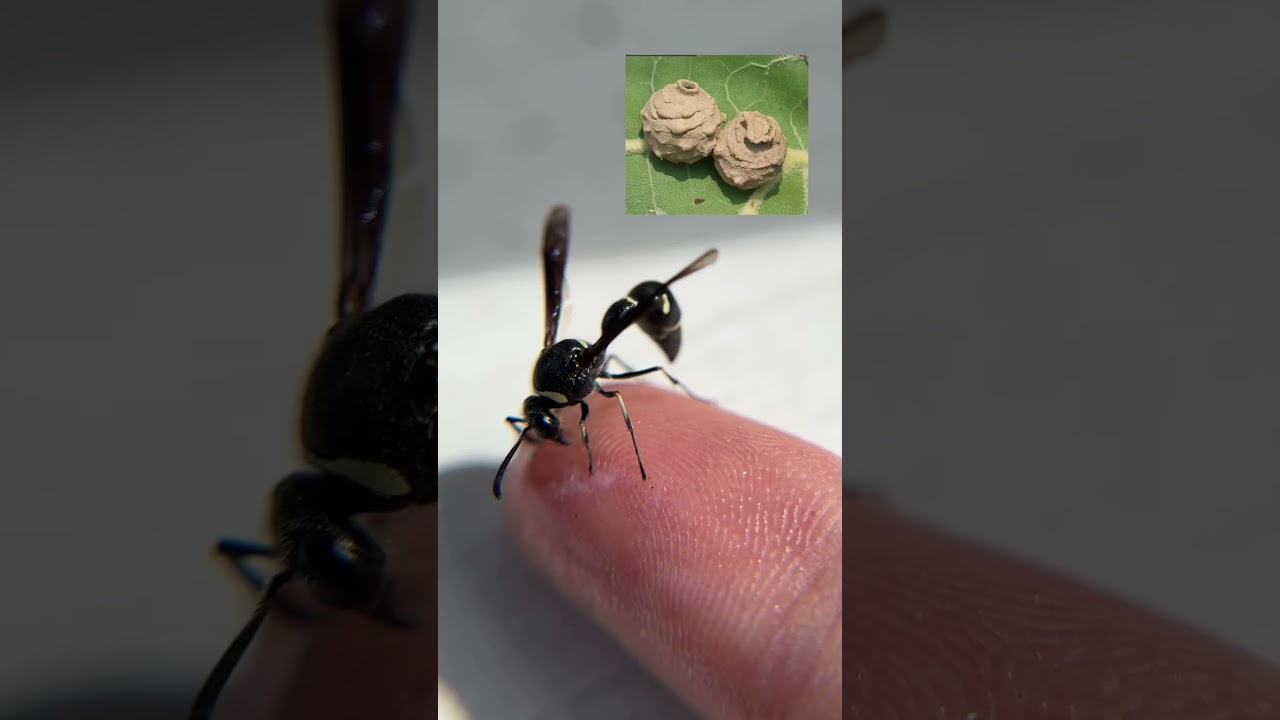 Just some misunderstood wasps #wasps #beekeeper #wasp #yellowjackets #waspnest