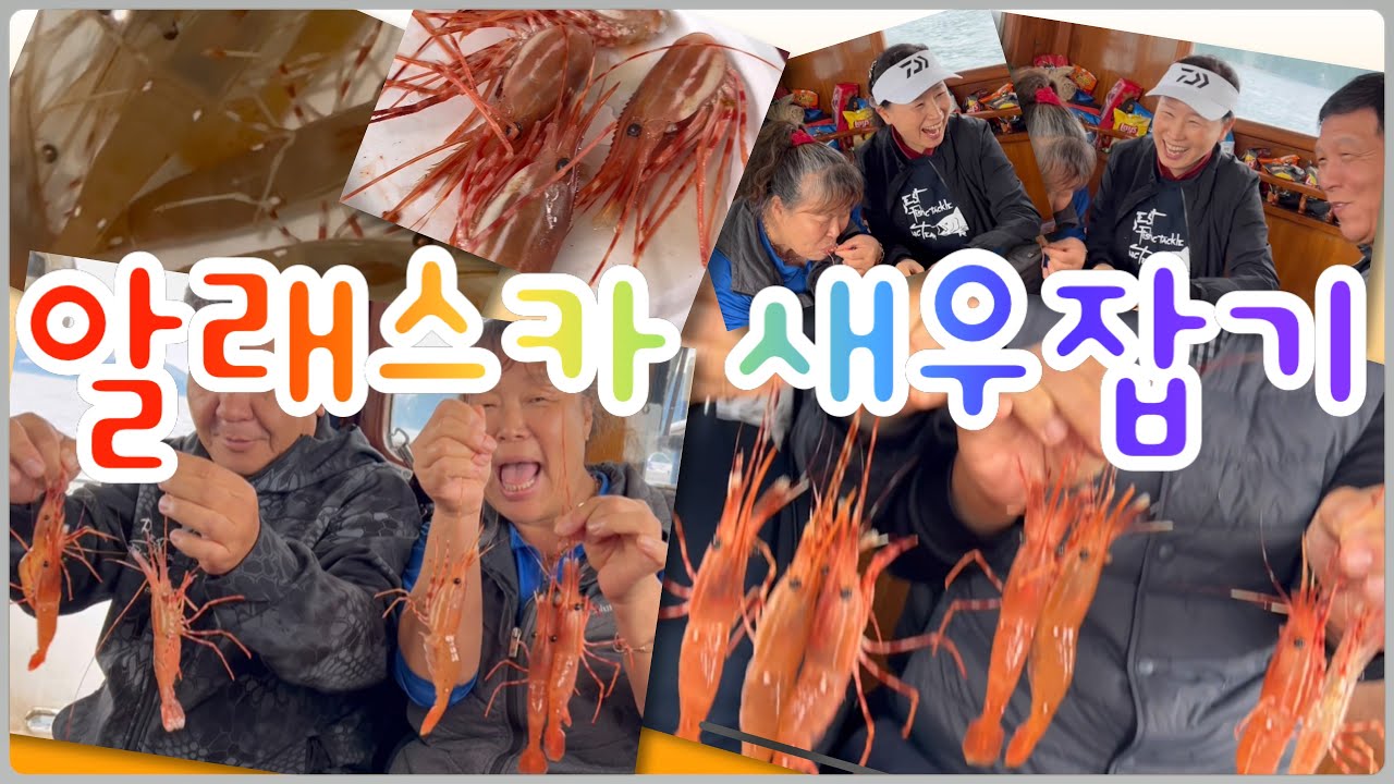 알래스카에서 새우잡이 알래스카 새우를 잡아 봅시당~!!! USA Travel Alaska 미국여행 알라스카#3