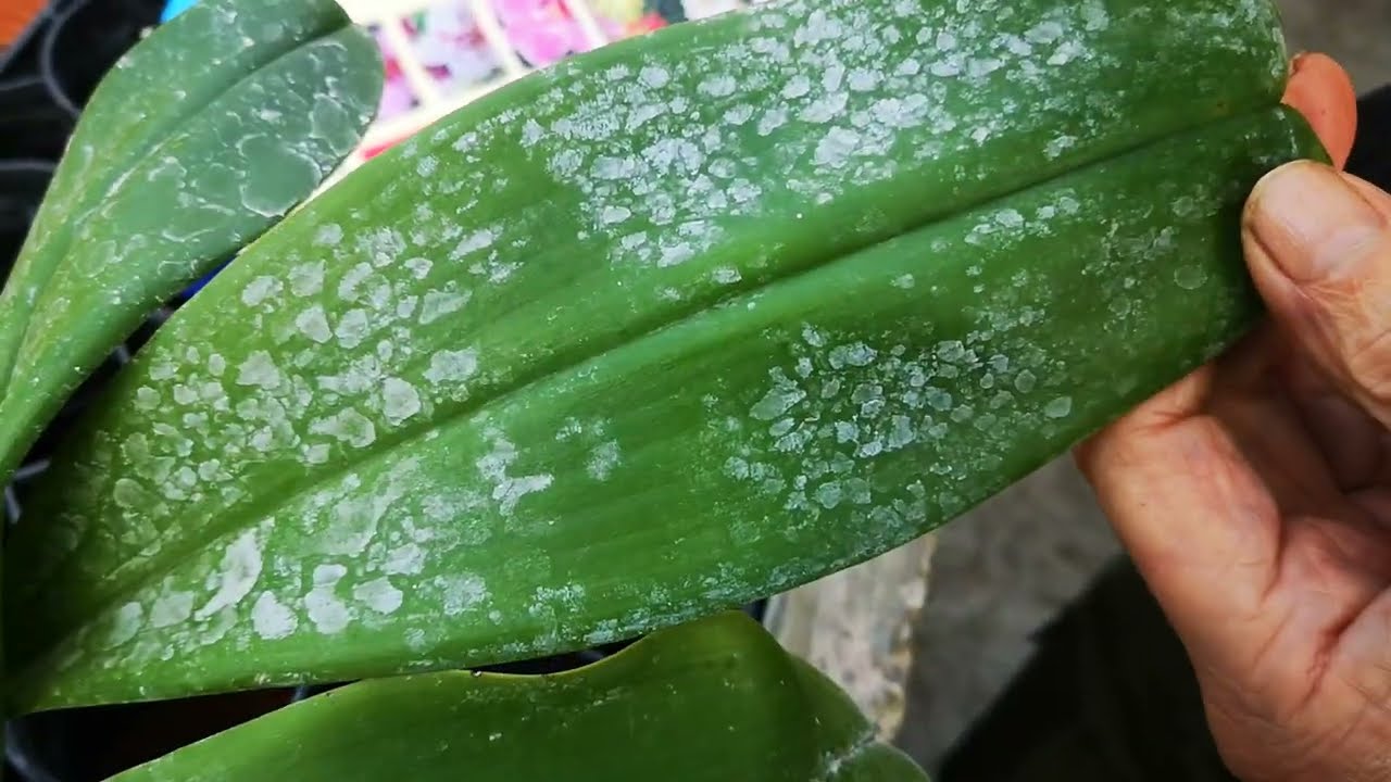 come pulire le foglie delle orchidee