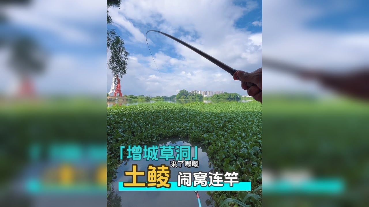 本来是想着钓罗非的，结果大土鲮闹窝严重