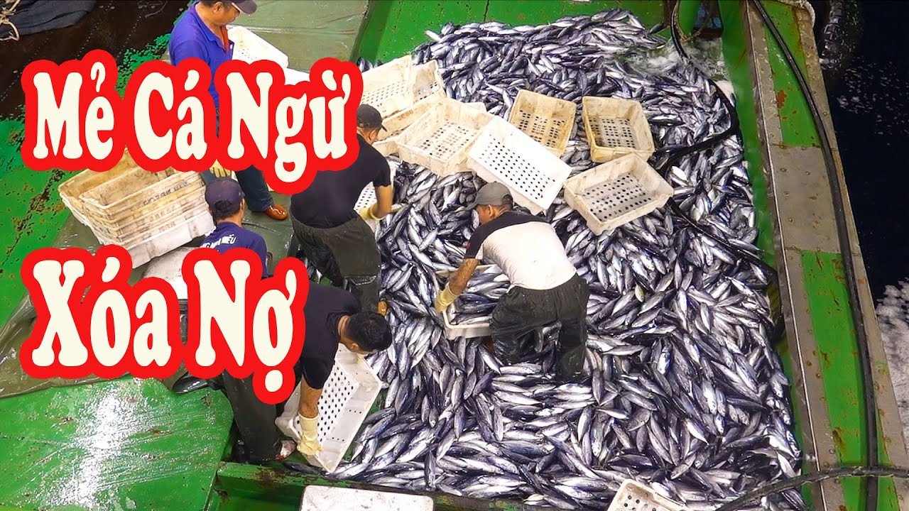 Trúng Mẻ Toàn CÁ NGỪ Xóa Một Số Nợ Cho Ngư Dân / Săn Bắt Hải Sản P233