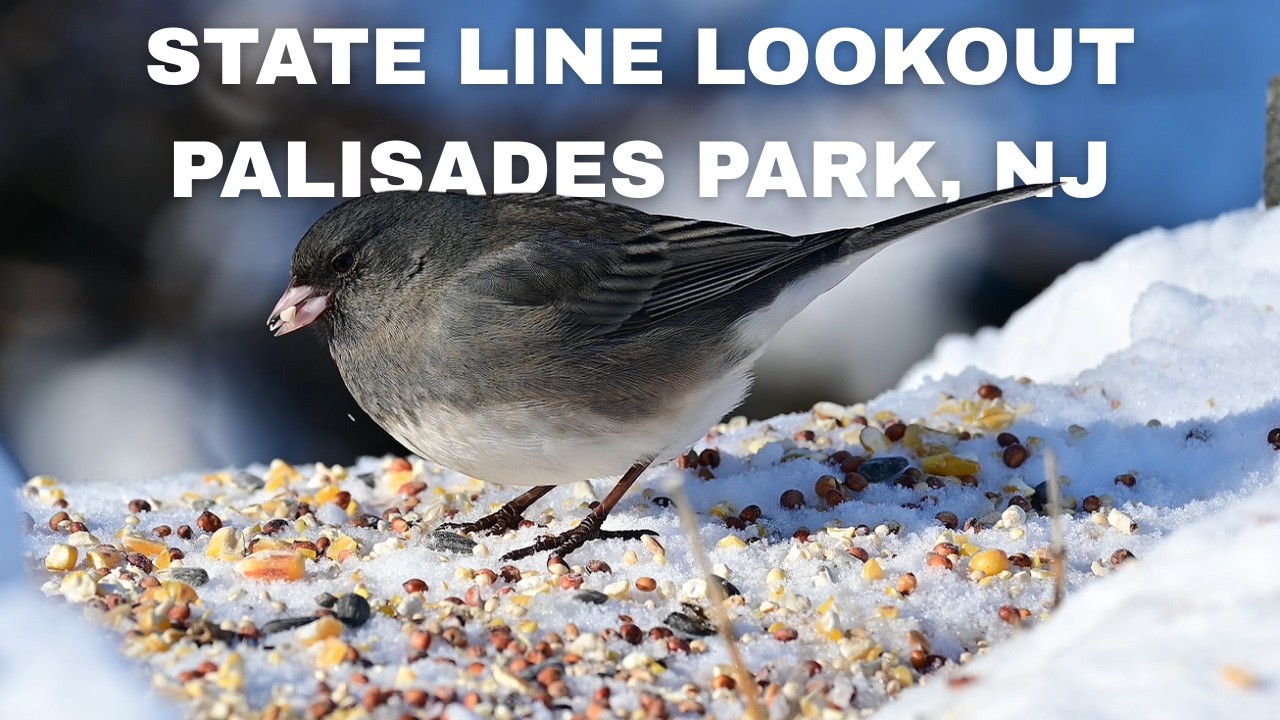 State Line Lookout, Palisades NJ 🌄 | A Hidden Scenic Winter Walk