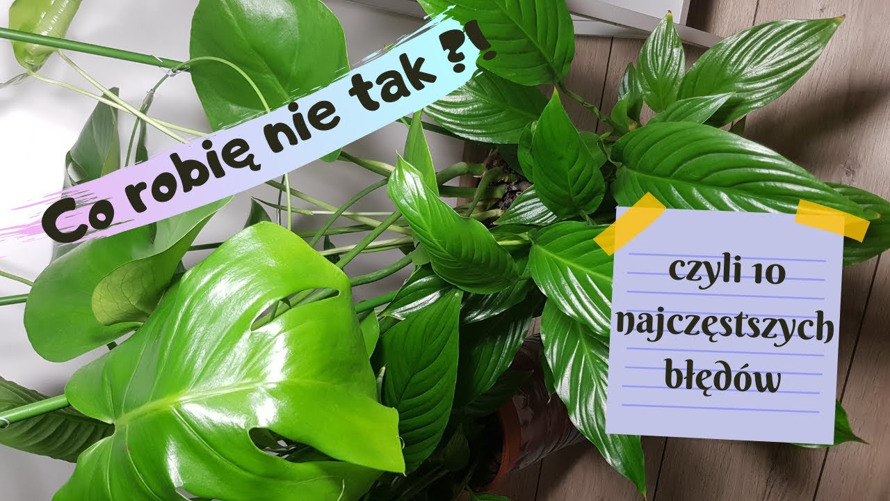 Co robię nie tak ?! Czyli 10 najczęstszych błęd&oacute;w !