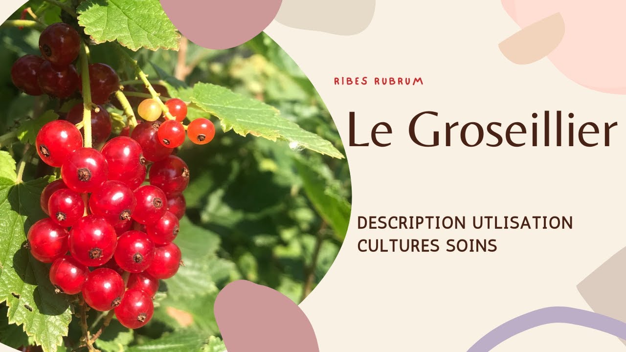 Les groseilliers