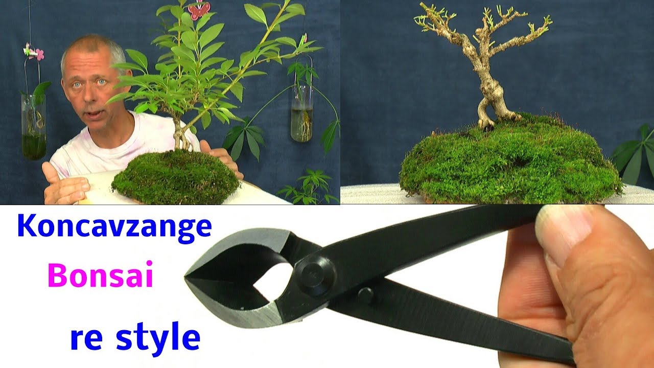 Bonsai Projekt Rückgestaltung re styling