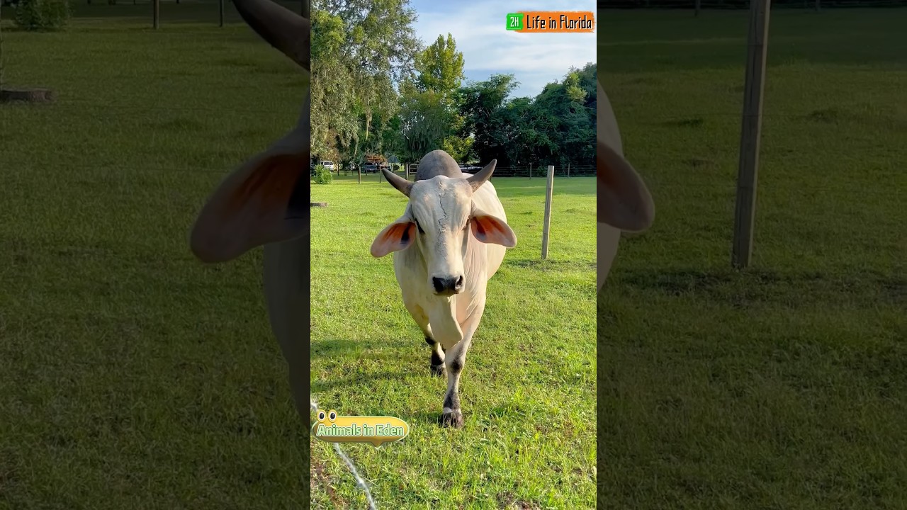 An Adorable Zebu Bull Walks Up to Me to Say Hello🐮