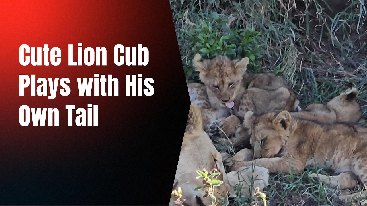 Cute Lion Cub Plays with His Own Tail