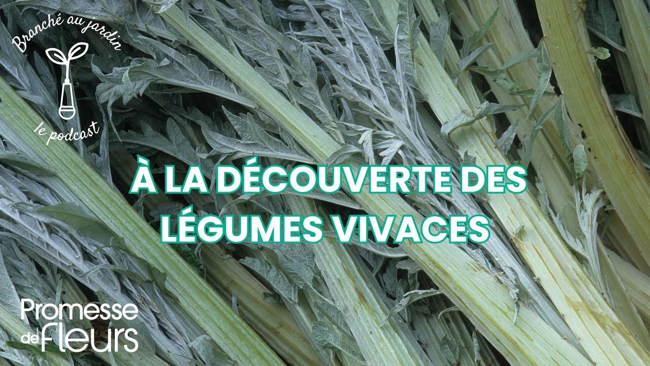 Podcast Branché au jardin : À la découverte des légumes vivaces