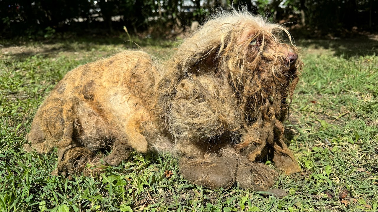 One of the Worst Dog Condition You've Ever Seen