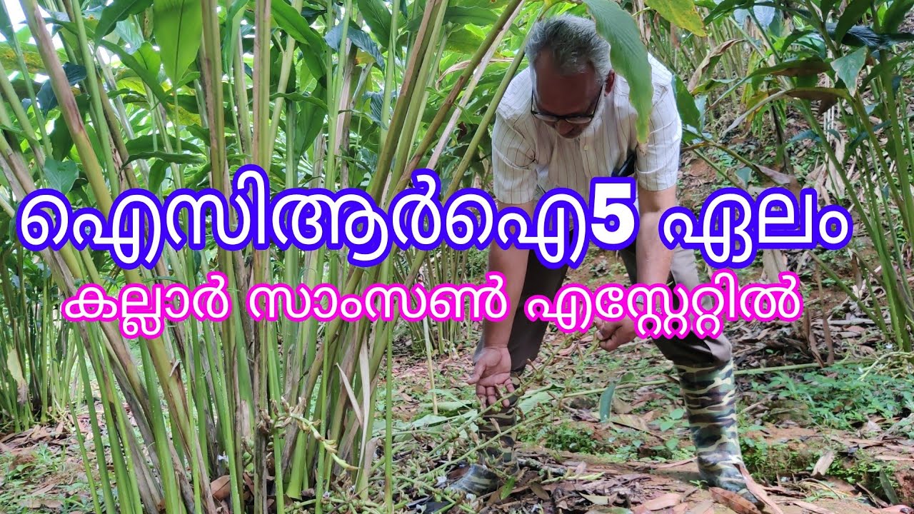ICRIFive Cardamom#Agriculture#Antony Muniyara Vlogs