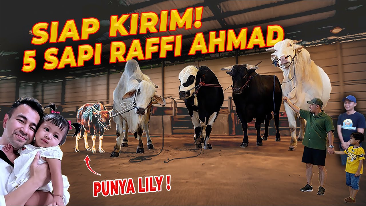 SIAP DIKIRIM !!! LENGKAP 5 SAPI RAFFI AHMAD dari SETIA FARM JAWA BARAT !