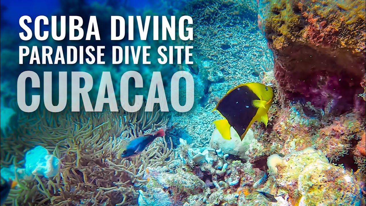 CURACAO Scuba Diving Paradise Dive Site [4K]