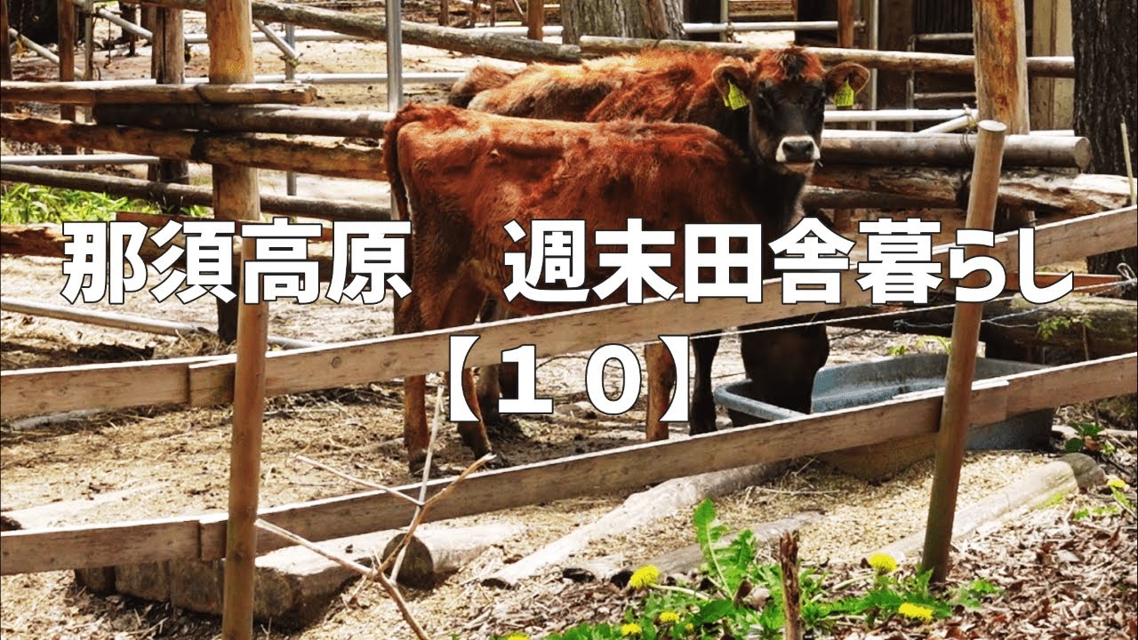 那須高原　週末田舎暮らし【１０】森林ノ牧場｜ソフトクリーム｜別荘ガーデニング｜ひまわり種まき｜オリーブ植樹