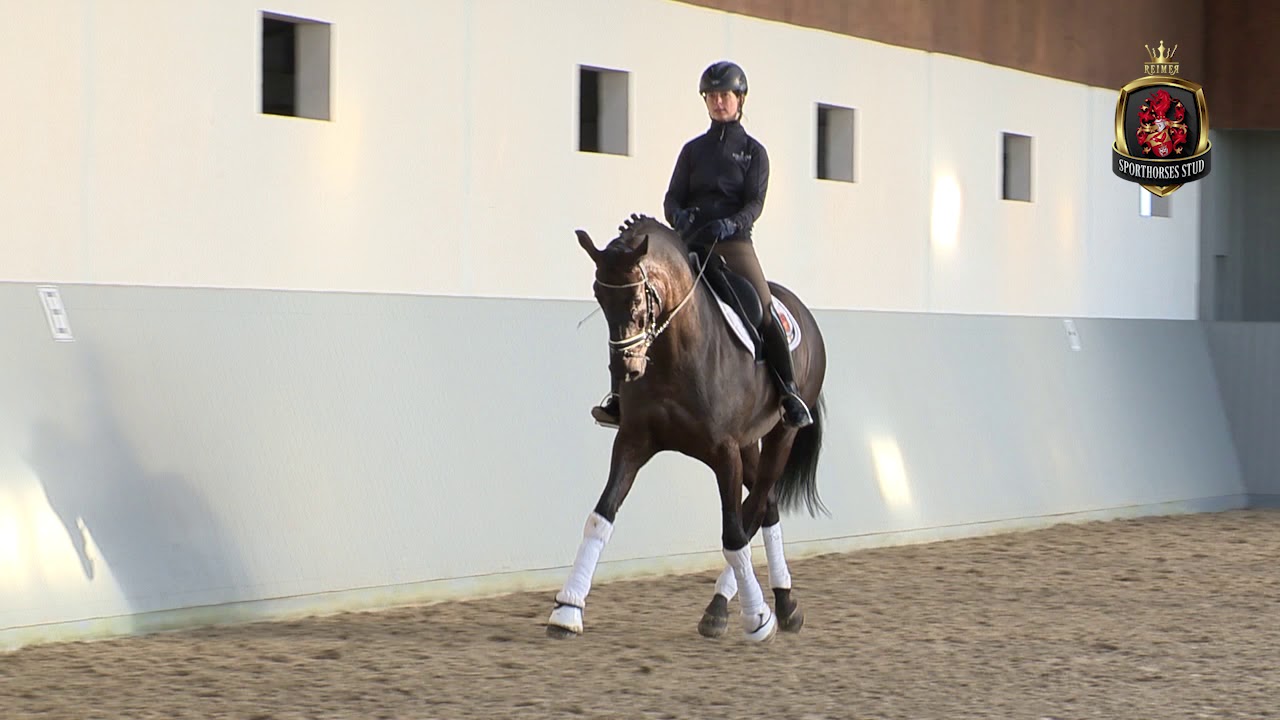 Oldenburger Dressurpferd Präsentation Mr.Black | Sporthorses-stud