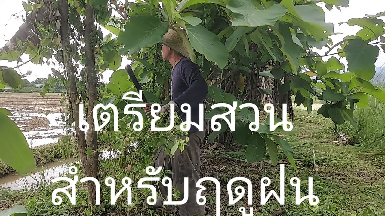 เตรียมสวนสำหรับฤดูฝน