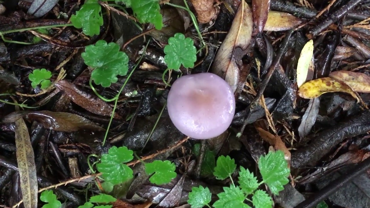 Clitocybe Nuda or wood blewit