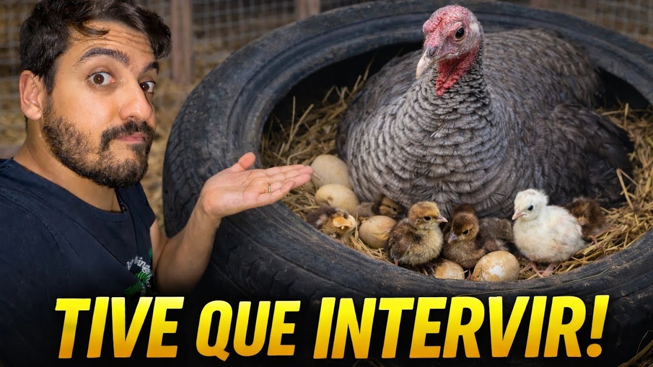 Perua chocou pavões, mas algo deu errado… tive que intervir