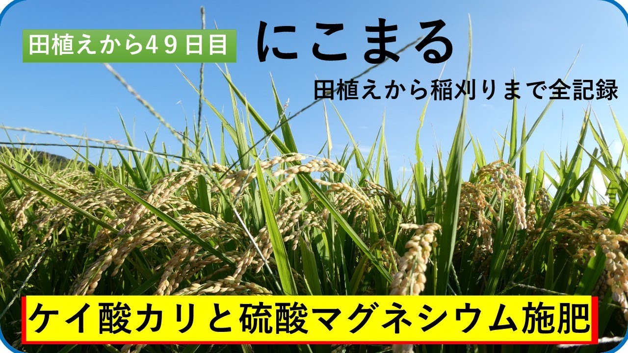 【穂が出る前に猛暑の中手まきしました】ケイ酸カリと硫酸マグネシウム